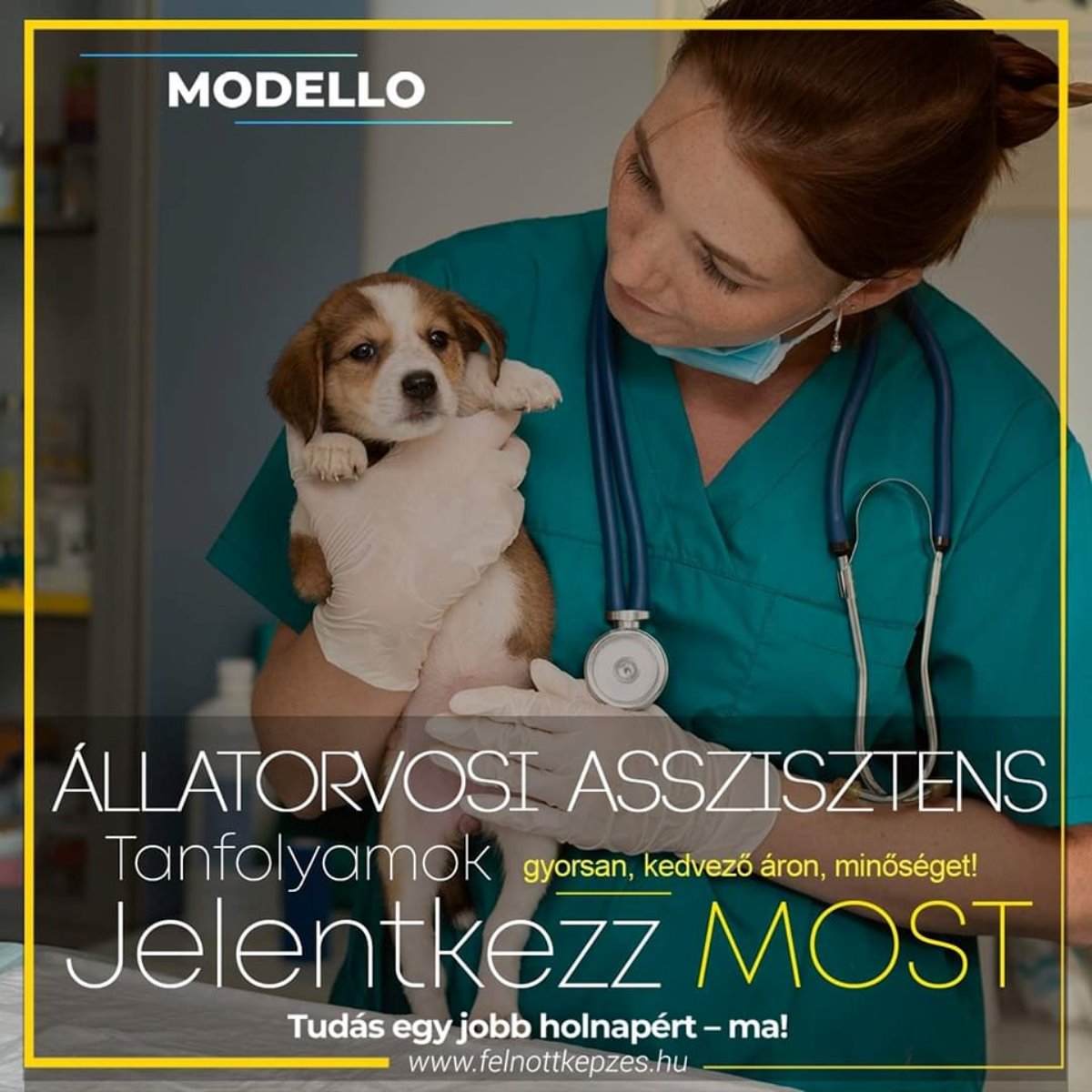 allatorvosi-asszisztens-felnottkepzes.hu-tanfolyam-kepzes allatorvosi-asszisztens-felnottkepzes.hu-tanfolyam-kepzes